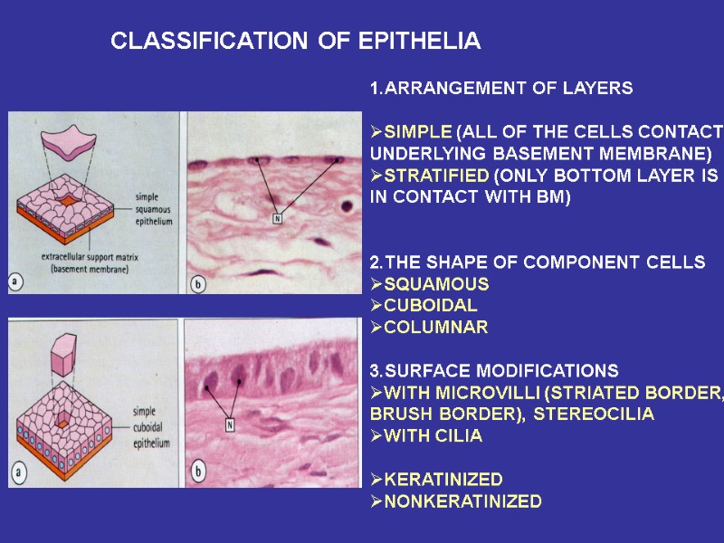 CLASSIFICATION OF EPITHELIA 1.ARRANGEMENT OF LAYERS  SIMPLE (ALL OF THE CELLS CONTACT 